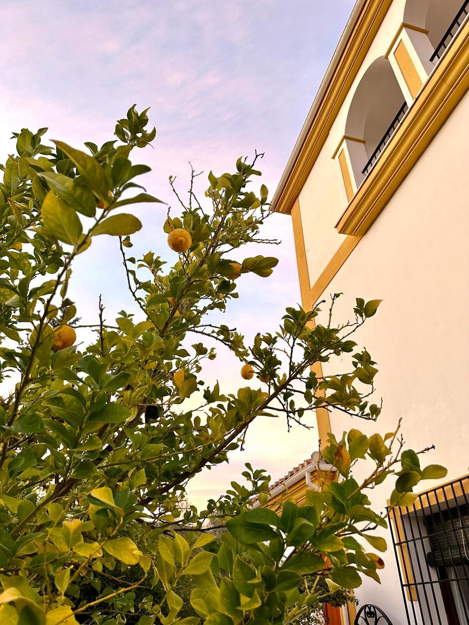 Hacienda El Tarajal Hotel Priego de Córdoba Eksteriør billede